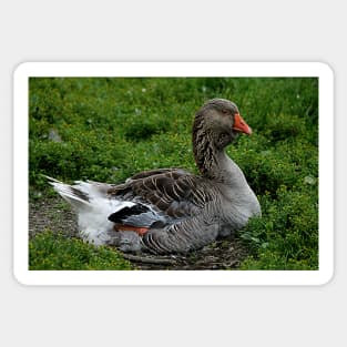 Toulouse Goose Sticker